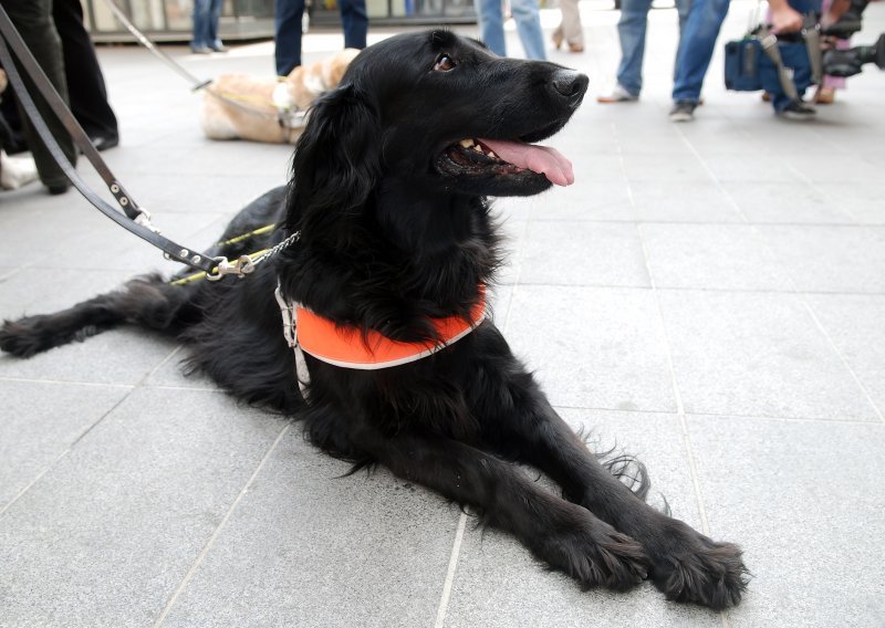 Makaranin kazneno prijavljen zbog trovanja tri psa, veterinari ih uspjeli spasiti