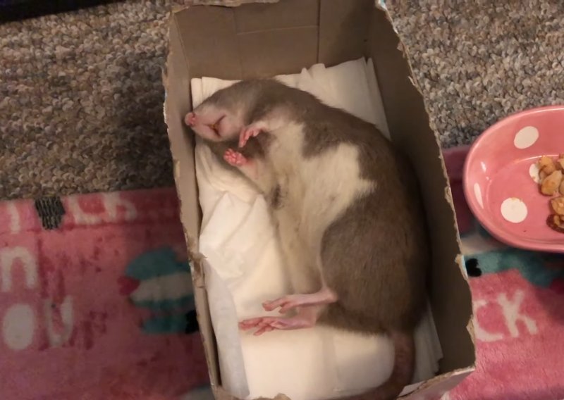 Prekrasni štakor spava toliko čvrsto da ga samo hrana može probuditi
