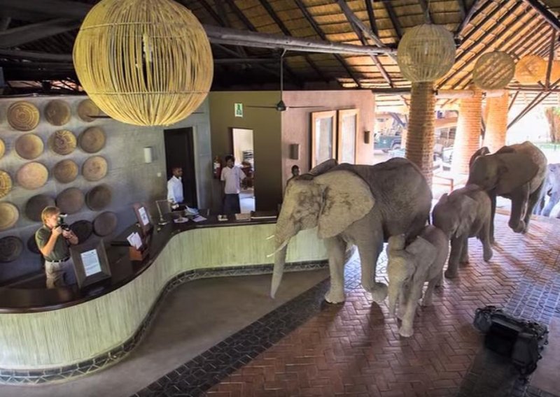 Slonovi prolaze kroz hotel po putu do hrane
