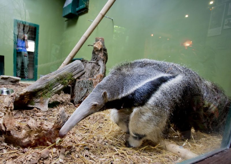 Zagrebački ZOO dobio prvog mravojeda