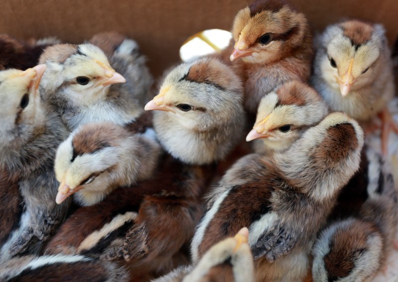 Nizozemska zbog ptičje gripe naredila klanje 200.000 pilića