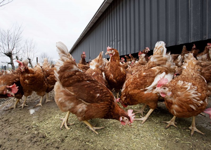 Ptičja gripa pokosila peradarsku farmu u Njemačkoj
