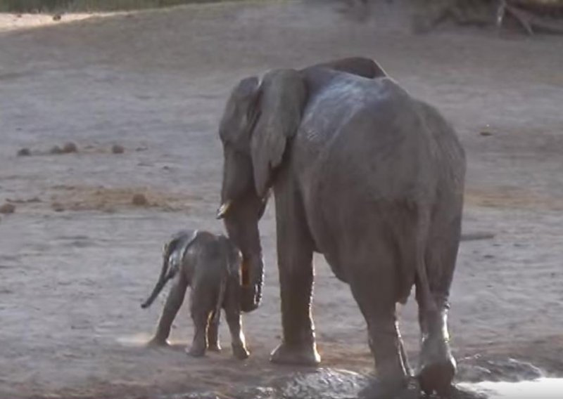 Slatki slonić ne želi iz vode