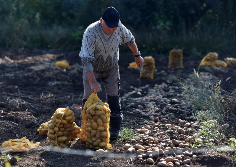 'Tržišni višak krumpira oko 40.000 tona - država mora intervenirati'