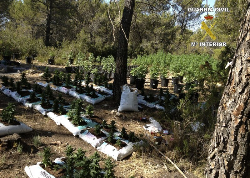 Španjolska policija traži hrvatskog državljanina zbog 1.055 biljaka marihuane