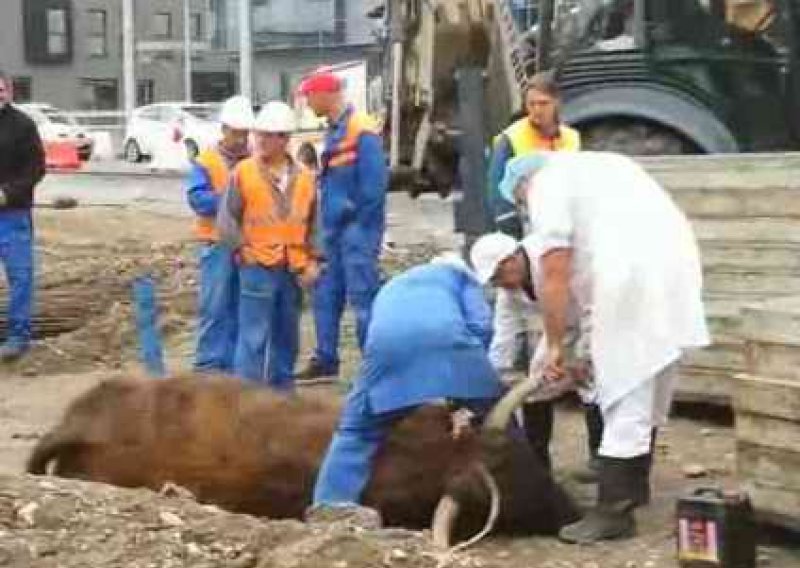 Bik pobjegao iz klaonice pa lutao gradom i upao u jamu