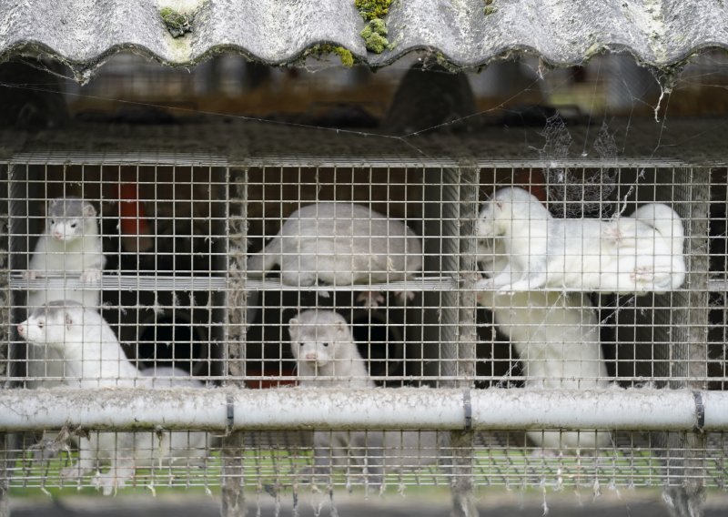 Sumnja se da je virus nerčevima u Litvi prenio zaraženi radnik