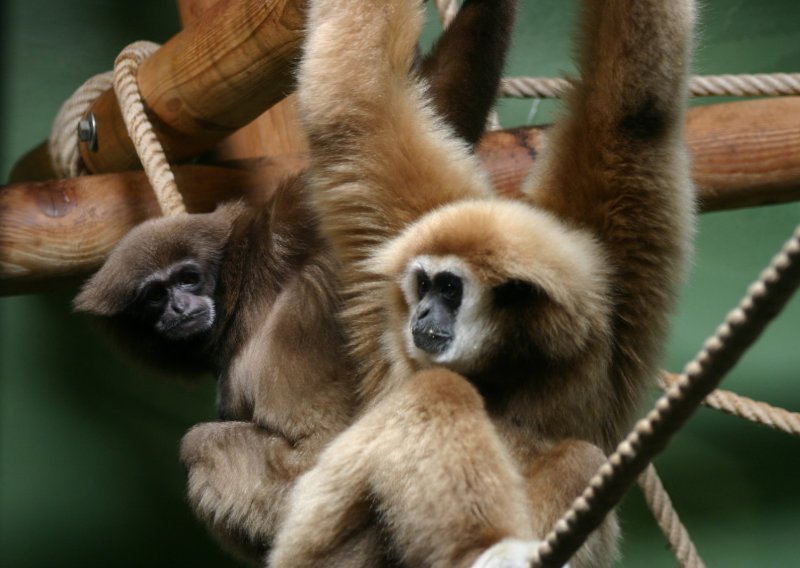 Nova gibonica očarala mužjaka u zagrebačkom ZOO-u