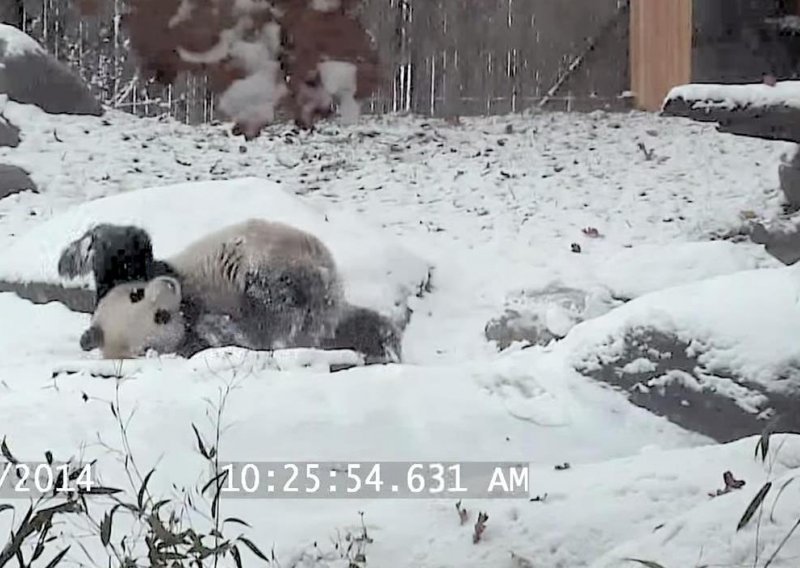 Pogledajte kako panda uživa u snijegu