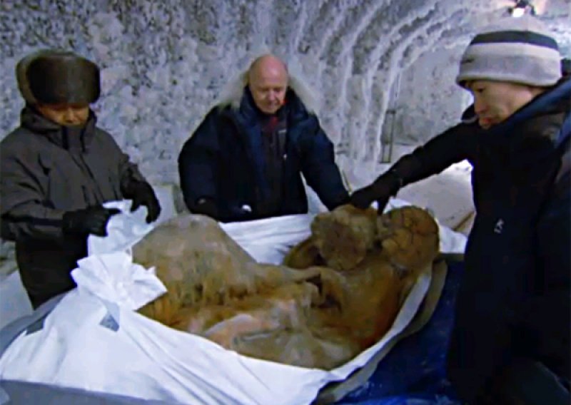 Otkriven mamut kojeg su ljudi oteli lavovima