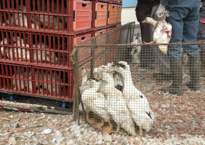 Francuska potvrdila izbijanje ptičje gripe na farmi pataka