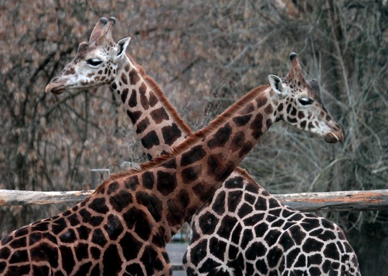 Žirafe ugrožene, prijeti im istrebljenje