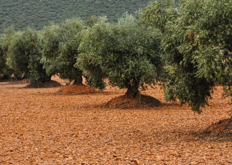 Vojnog policajca iz SAO Krajine uhvatili u berbi maslina: 'Šetao se bez problema'
