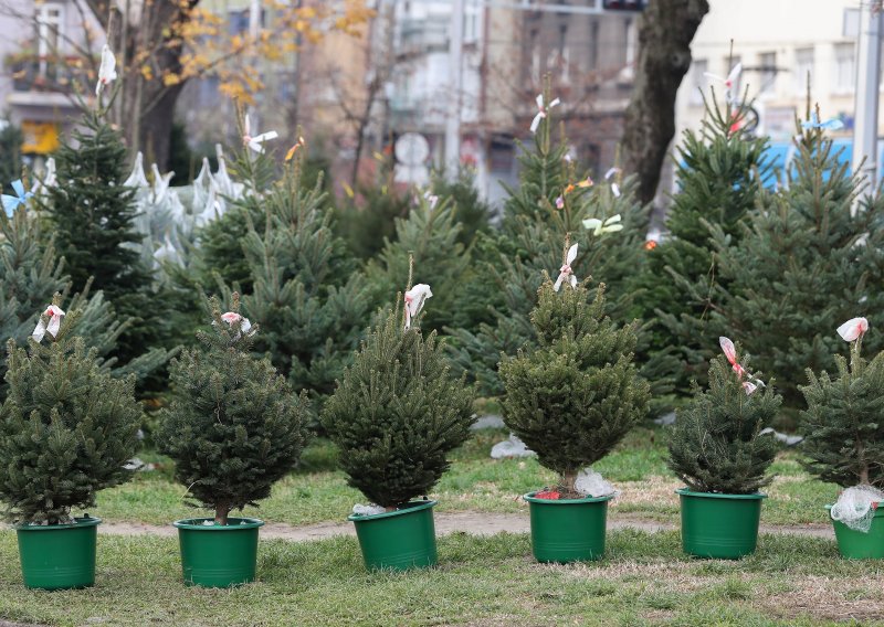 Dragan Kovačević poziva građane: Kupujte domaća božićna drvca, imamo tisuću proizvođača