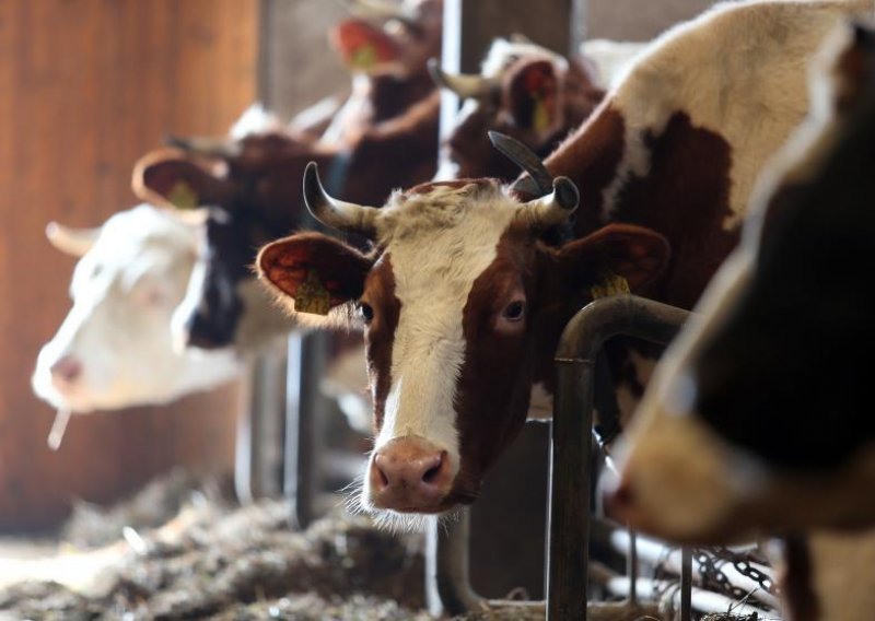 Kako su krave hraniteljice postale krave muzare