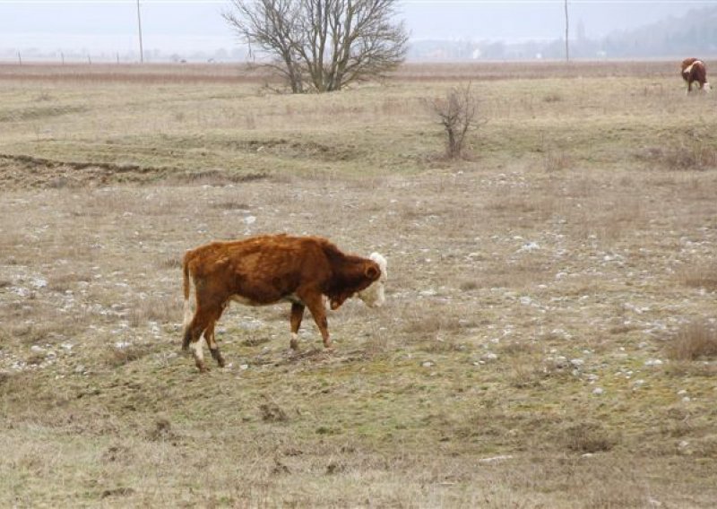 Tko je farmer koji ubire poticaje dok mu krave umiru od gladi?