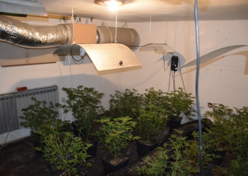 Policija u Zagrebu otkrila još jedan 'laboratorij' za uzgoj marihuane, dolijao vlasnik kuće na Pešćenici