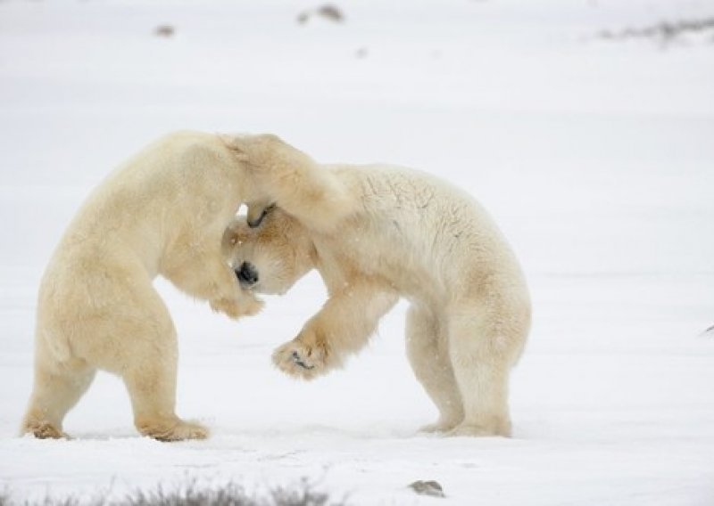 Trideset polarnih medvjeda stiglo nadomak ruskog sela: Zasad se ponašaju miroljubivo, ali začuđuje njihov broj...