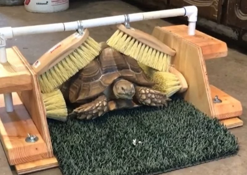 Slatka kornjača ima svoju malu 'drive-thru' praonicu