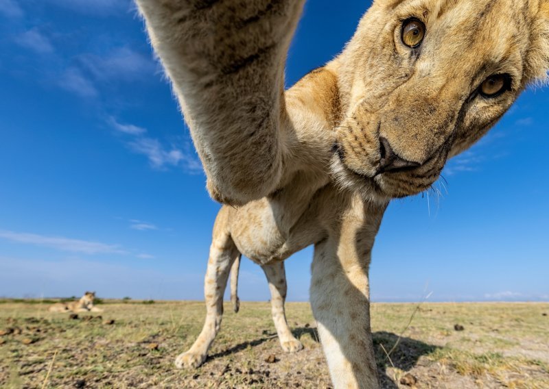 [FOTO] Jedna znatiželjna lavica naišla je na kameru, a onda su nastale fotografije kojih se ne bi posramili ni najveći influenceri