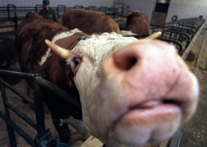 Crnogorka preko digitalne platforme bitcoinom kupila kravu