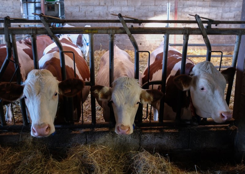 Sve manje muznih krava na hrvatskim farmama