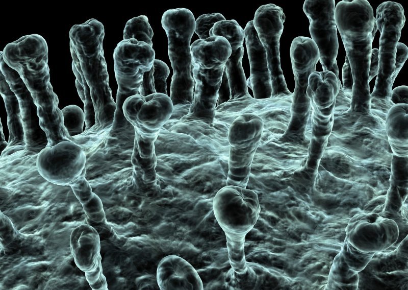 Znanstvenici objavili: Imunosni sustav 'pamti' koronavirus najmanje šest mjeseci