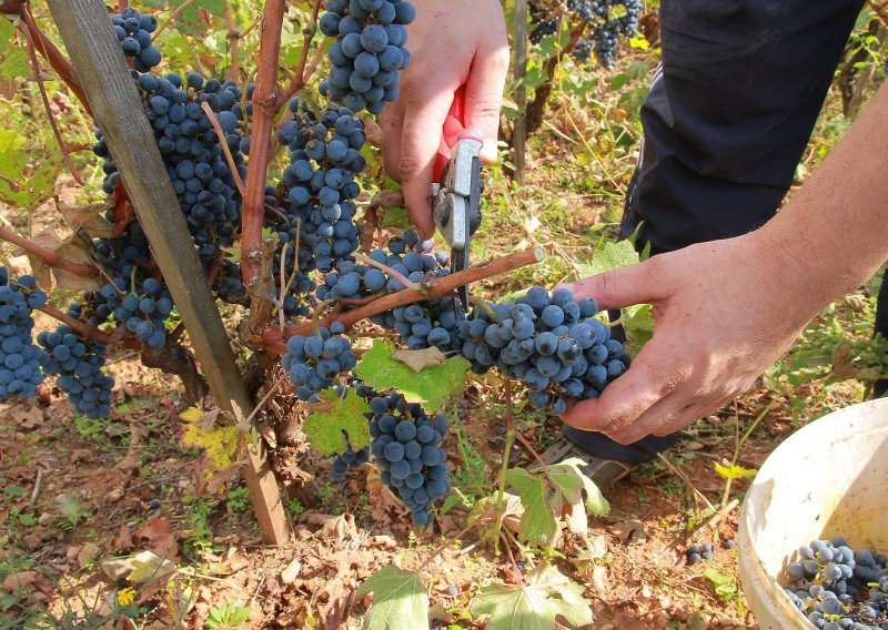 Hrvatski farmeri na mukama - ne mogu naći radnu snagu za berbu jer nezaposleni radije uzimaju socijalnu naknadu