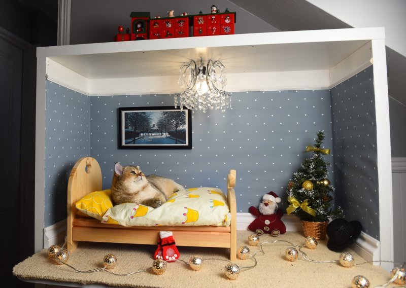 [FOTO] Lijepi mačak dobio je savršenu blagdansku spavaću sobu