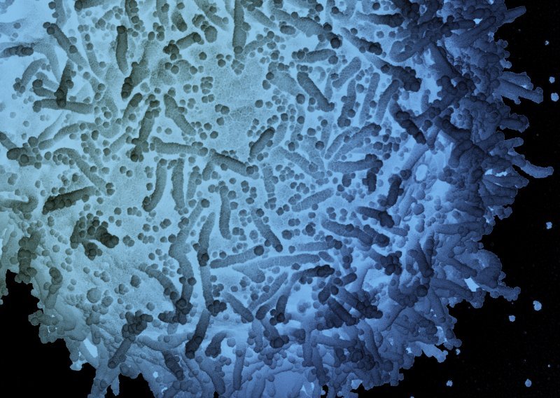 Stručnjaci Svjetske zdravstvene organizacije dolaze u Kinu 14. siječnja otkriti porijeklo koronavirusa