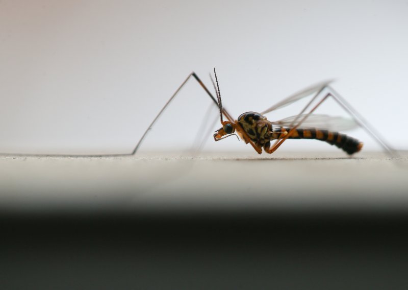 Što je virus Zapadnog Nila zbog kojeg je preminula Mira Furlan