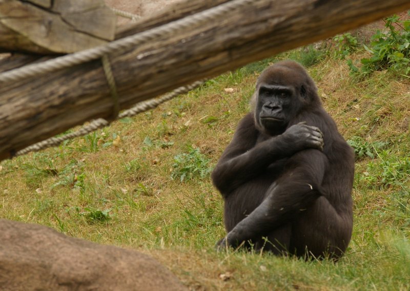 Gorile iz San Diega oporavljaju se od covida-19, zaražene su novim, vrlo zaraznim sojem nedavno identificiranim u Kaliforniji