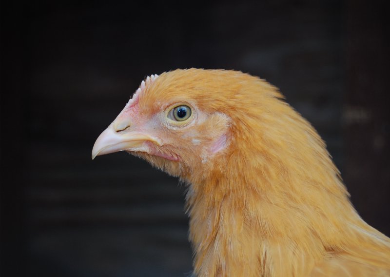 Stvorene GM kokoši otporne na ptičju gripu