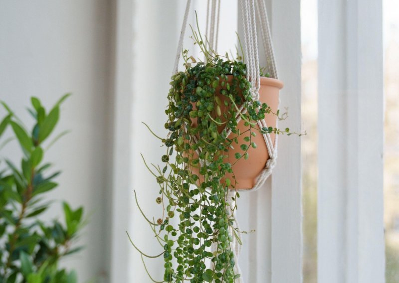 Vole svjetlost: Sobne biljke koje će uživati na sunčanoj strani vašeg doma