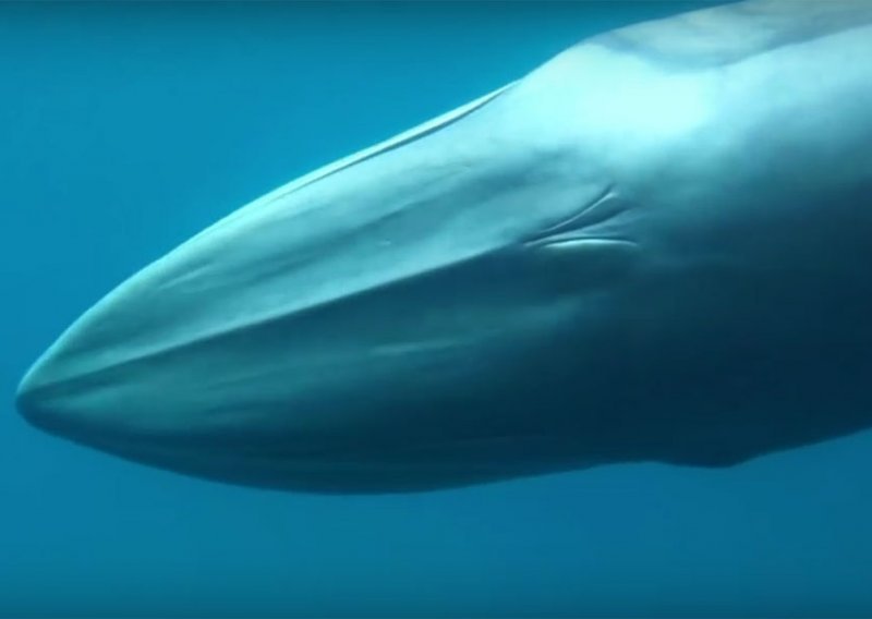 Prvi put snimljen najrjeđi kit svijeta!