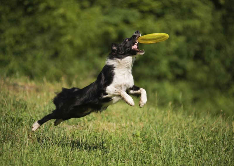 Želite pametnog psa? Odaberite jednog od ovih pet