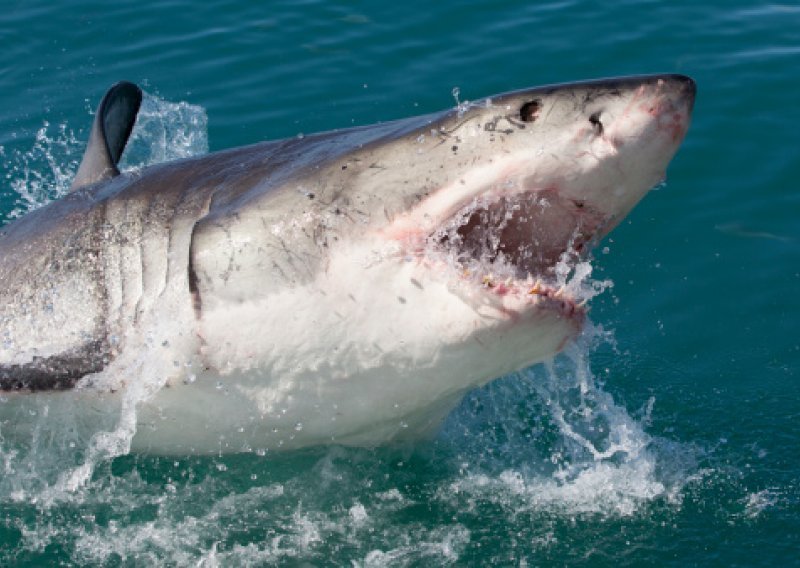 Morski psi ubijaju dvostruko više ljudi!