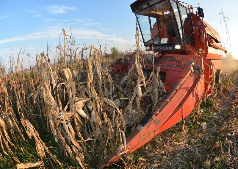 Proizvodnja kukuruza 9,8 posto veća, proizvedeno 2,5 milijuna tona