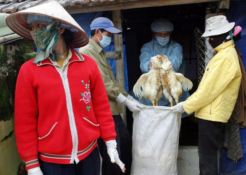Vijetnam usmrtio 100.000 peradi zbog širenja ptičje gripe