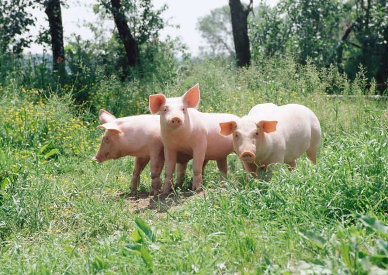 Vijetnam razvio prvo cjepivo protiv afričke svinjske kuge