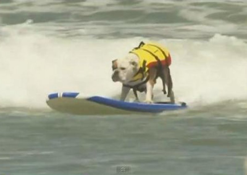 Psi surfali na kalifornijskoj plaži