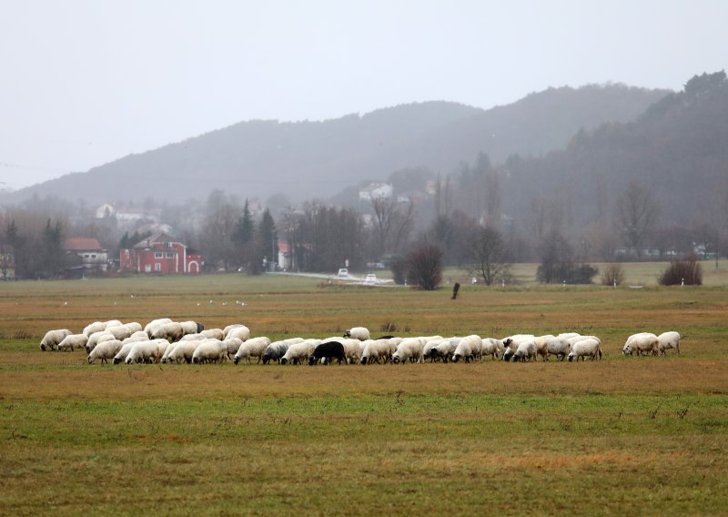 U Hrvatskoj je sve više i više stoke, najbrže napreduje sitnozuba i svinje