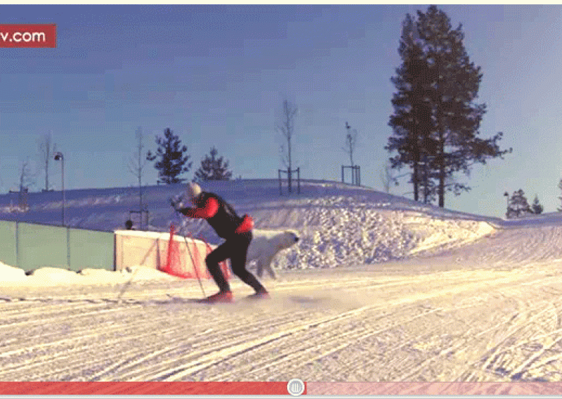 Skijaš umalo postao obrok velikog medvjeda