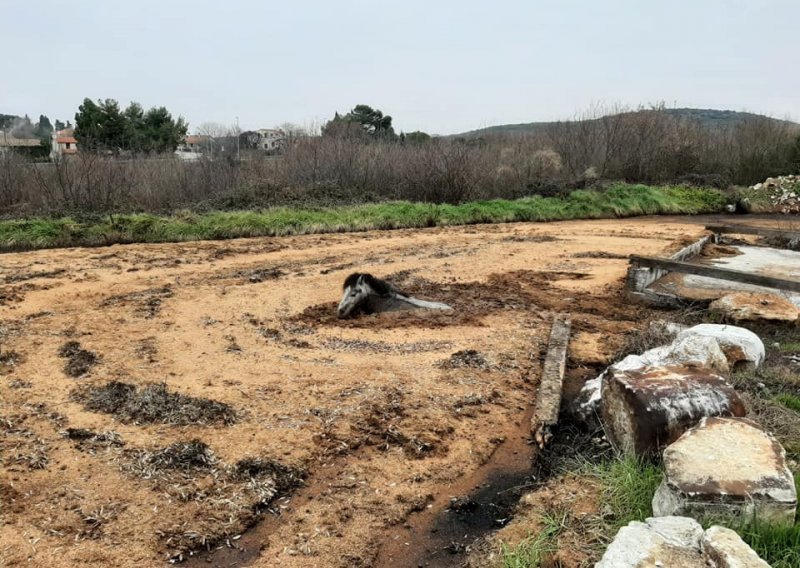 [FOTO] Neobična intervencija istarskih vatrogasaca: Poni upao u živo blato, van mu virila samo glava