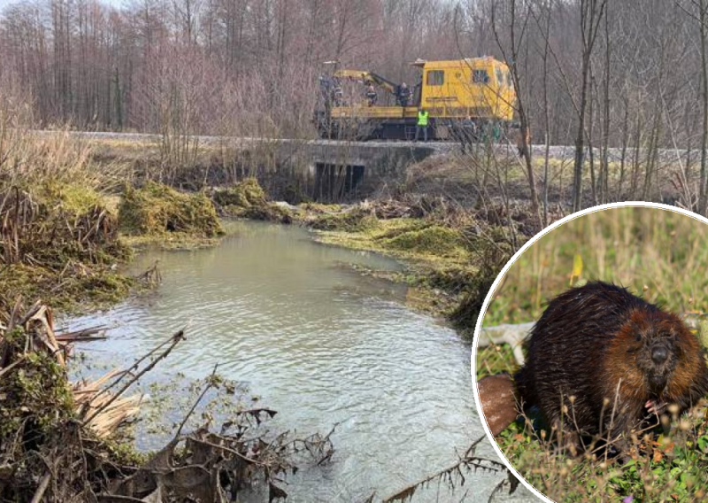 Mještanima dabrovi začepili odvodne kanale i zadavali im muke; danas su uklonjene brane koje su napravile ove zaštićene životinje