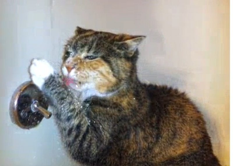 Ova maca voli piti vodu iz pipe