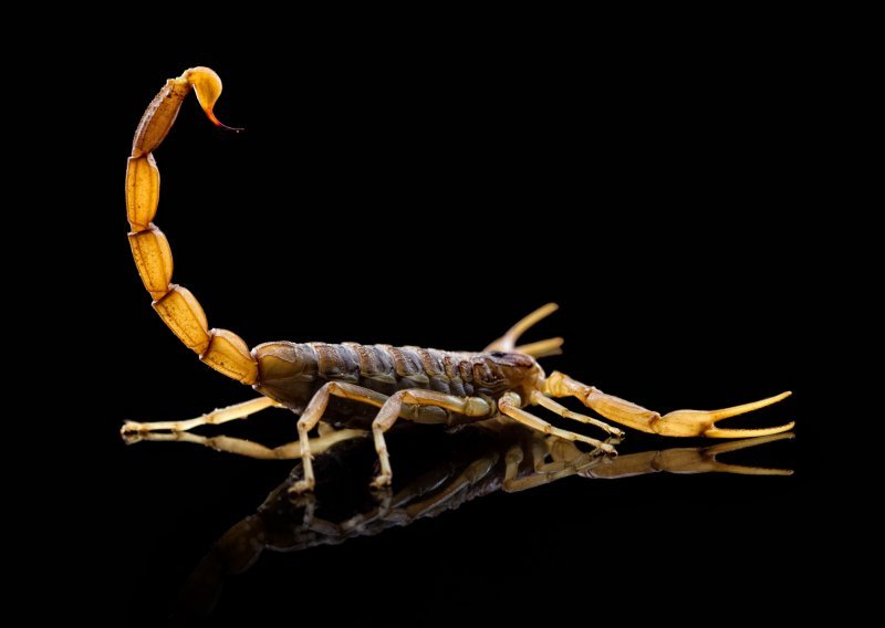 Škorpioni su strastveni i osvetoljubivi