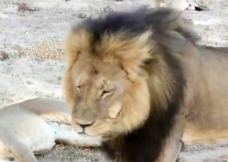 Američki zubar ubio slavnog lava nakon 40 sati mučenja