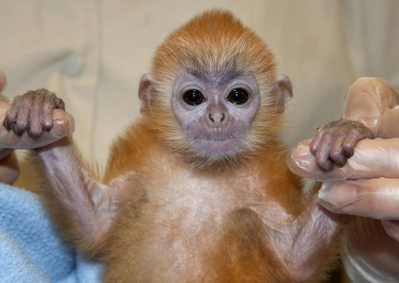 Zoo u San Diegu cijepio devet čovjekolikih majmuna protiv Covida-19