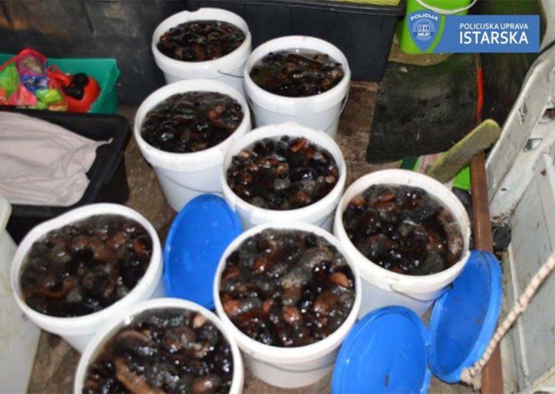 Policija na molu u Rovinju zatekla dvojicu s gotovo 160 kilograma morskih krastavaca; zaradili su kaznene prijave